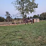 Amish Country Stay W/ Buggy Ride
