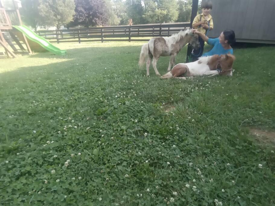 Amish Country W/ Buggy Ride Apartment